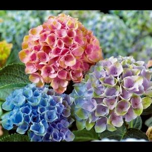 Meet your Posher, Productos